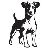 Jack Russell