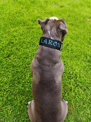 Popruhové obojky LARON s menom 
