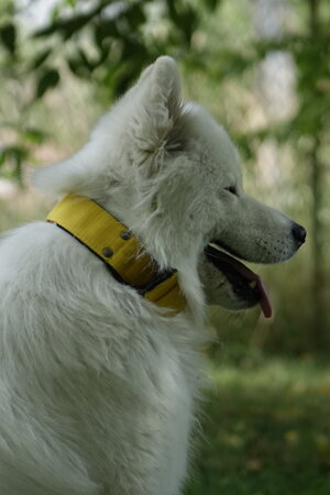 Obojok LARON Obojok LARON