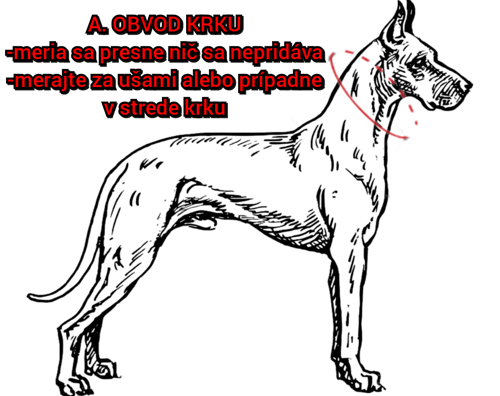 Ako zmerať obvod krku