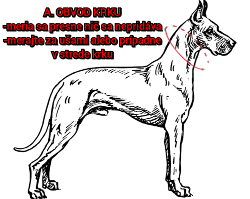 Ako zmerať obvod krku