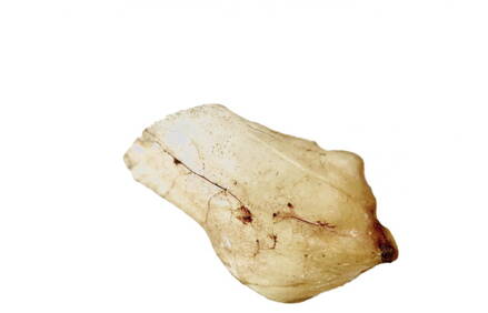 Hovädzie ucho