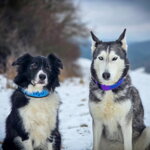 Popruhový obojok LARON fialový 