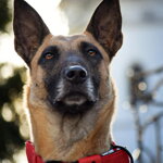 Popruhový obojok LARON červený 