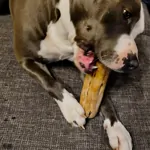 100% NATURAL kávové drievko je odolná žuvacia ,,hračka" pre vášho psíka