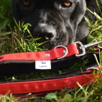 Popruhové vodítka LARON Comfort oranžové