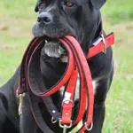 Set popruhový obojok LARON Comfort a popruhové vodítko LARON Comfort