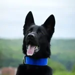 Modrý popruhový obojok LARON Modrý popruhový obojok LARON