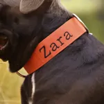 Personalizovaný popruhový obojok s menom LARON oranžový Personalizovaný popruhový obojok s menom LARON oranžový