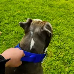 Modrý popruhový obojok LARON - s uchom Modrý popruhový obojok LARON - s uchom