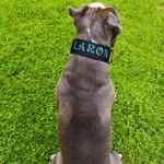 Popruhový obojok LARON s menom červený Popruhový obojok LARON s menom červený