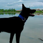 Popruhový obojok LARON 5 cm s menom, uchom (rúčka) 