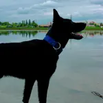Modrý popruhový obojok LARON s menom - vyrobený na Slovensku