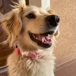 Popruhový obojok LARON  2,5 cm s menom