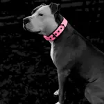 Odolný ružový obojok z popruhu – ideálny na aktívny život psa
