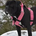  Popruhový postroj LARON  5 cm