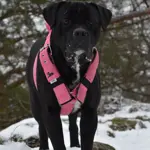  Popruhový postroj LARON  5 cm