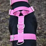  Popruhový postroj LARON  5 cm