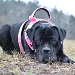  Popruhový postroj LARON  5 cm