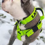  Popruhový postroj LARON zelený