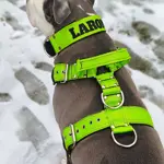  Popruhový postroj LARON zelený