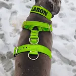  Popruhový postroj LARON zelený