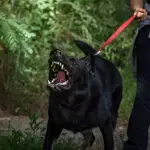 Červené popruhové vodítko LARON – štýlové outdoorové vodítko pre psov