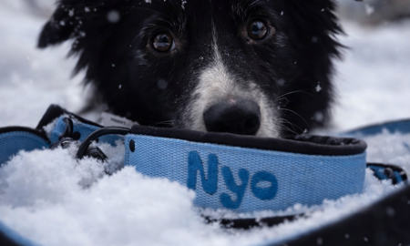 Vlastný návrh obojkov, vodítok a postrojov Laron.sk