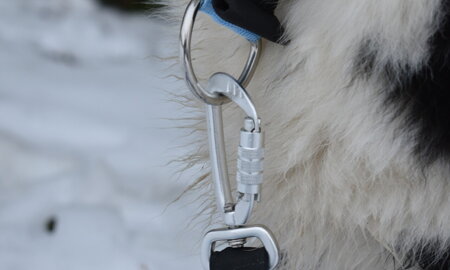 Sety pre psíkov (obojok, vodítko, postroj) 