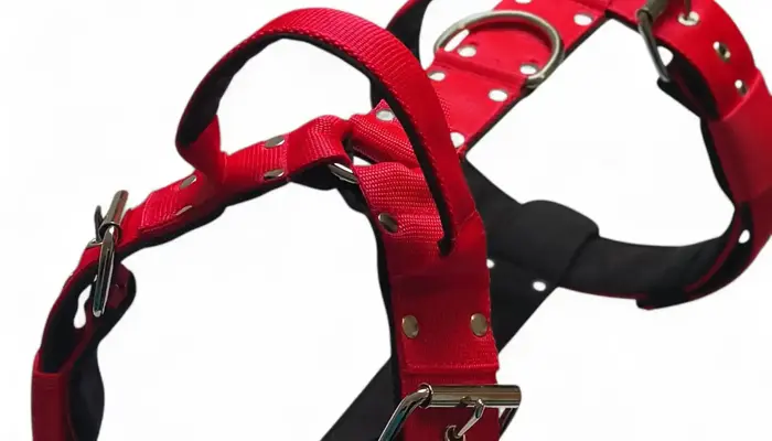 Ako vybrať správny postroj pre psa