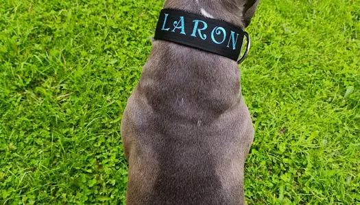 Ako vybrať obojok, postroj a vodítko pre aktívneho psa do prírody, na turistiku a šport