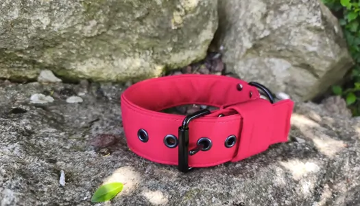 Novinka na LARON.SK: Softshellové obojky pre psov – štýl, pohodlie a funkčnosť v jednom